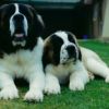 Our first 2 Saints never forgotten