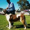 Trojan in Show