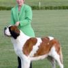 Coonara Walking Solo Best In Show SBCV Specialty