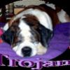Trojan 2004