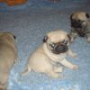 Pug Puppies